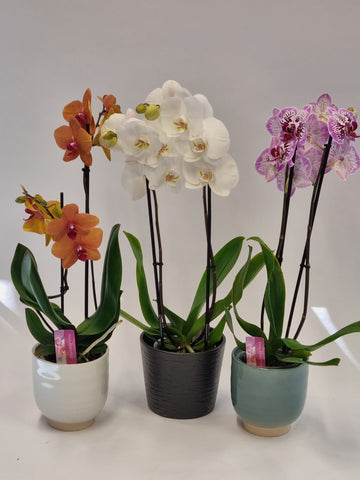 Orchidee